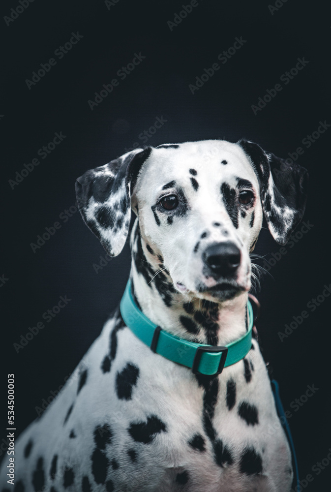 Portrait of a Dalmatian on a black background
Portrait of a Dalmatian on a black background