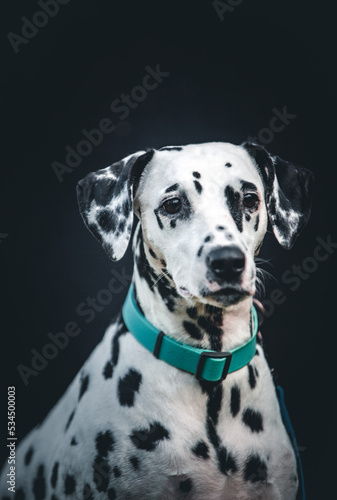  Portrait of a Dalmatian on a black background © Keit