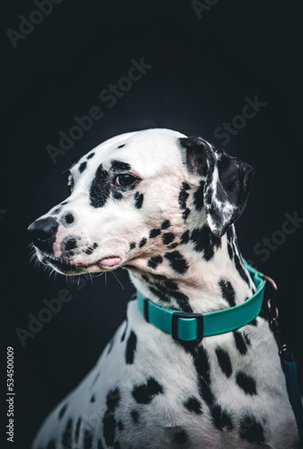 
Portrait of a Dalmatian on a black background