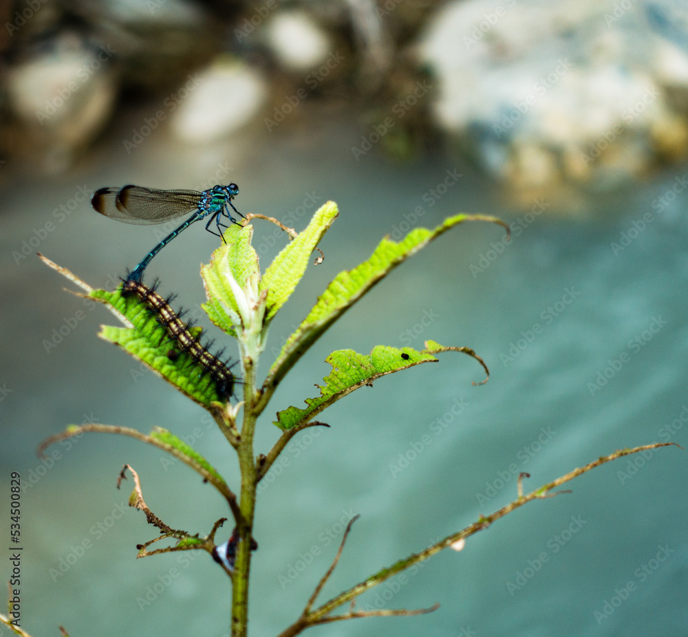 Dragon fly and a caterpillar on a same leafy plant in the forest of Himalayas , Uttarakhand India. Dragon fly and a caterpillar on a same leafy plant in the forest of Himalayas , Uttarakhand India.