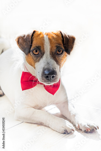 funny jack russell terrier with a red butterfly on his neck lies on a light background, vertical. © Nataliia Makarovska