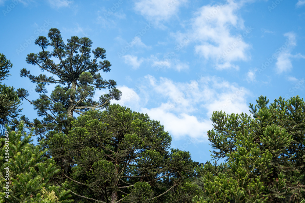 Beautiful Araucária Angustifolia green Forest (Parana Pine Forest) Beautiful Araucária Angustifolia green Forest (Parana Pine Forest)