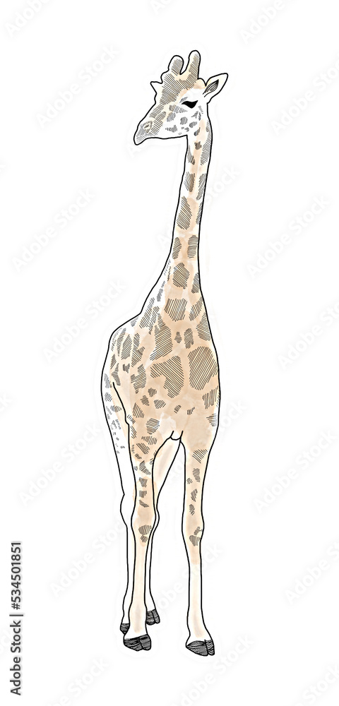 Obraz premium Giraffe in watercolor illustration