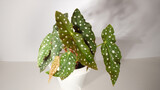 Spotted begonia leaves. Exotic plant.