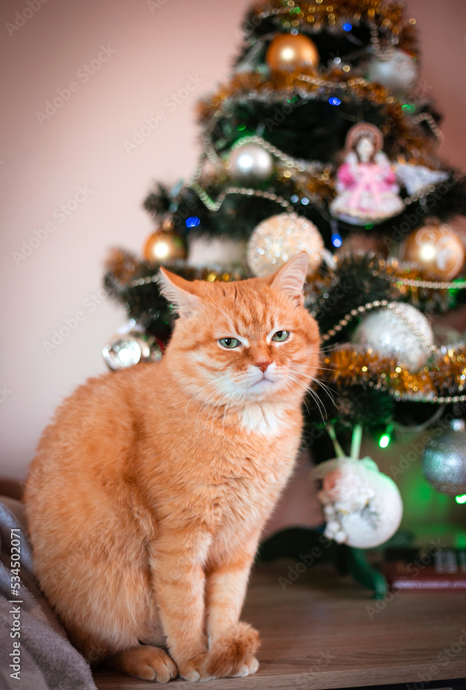 An adult red cat at home against the background of a Christmas tree. The winter holidays. High quality photo An adult red cat at home against the background of a Christmas tree. The winter holidays. High quality photo