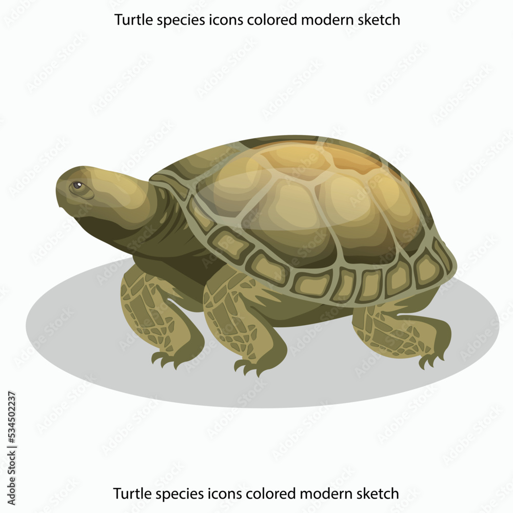 Naklejka premium Turtle species icons colored modern sketch