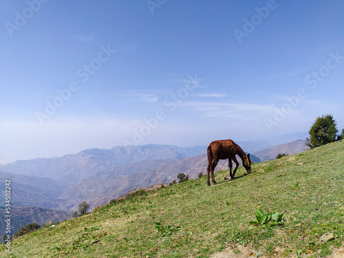 A grazing horse on the meadows of upper Himalayan region. Uttarakhand India © Rupendra143