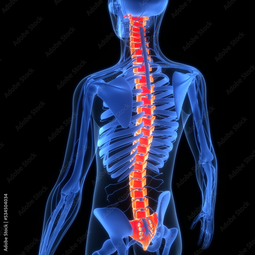 Spinal Cord Vertebral Column of Human Skeleton System Anatomy ...