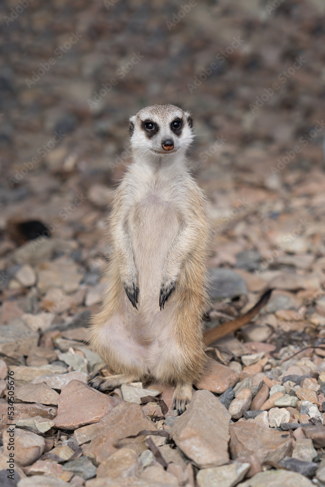 Fototapeta premium Meerkat on the rocks