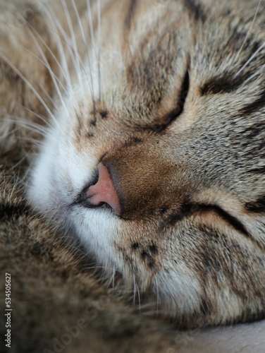 Closeup portrait of sleeping cat, love animals collection