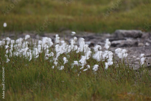 cottongrass meadow with beautiful white cotton swinging in the wind © Mipa Photo