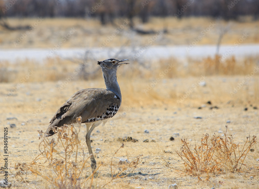 Kori Bustard (Ardeotis kori) Bird standing on the yellow dry grass in Etosha National Park, Namibia. They are the largest flying native bird in Africa Kori Bustard (Ardeotis kori) Bird standing on the yellow dry grass in Etosha National Park, Namibia. They are the largest flying native bird in Africa