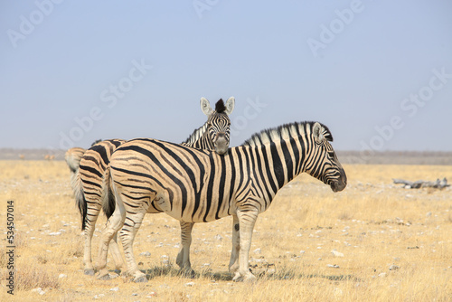 Isolated Full Frame of one zebra resting it s head on another zebra back  against a pale blue clear sky