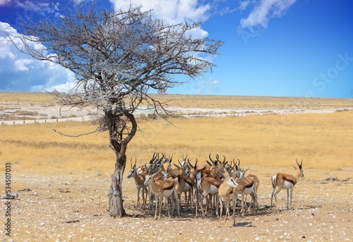 Herd of Springbok  Antidorcas marsupialis  sheltering under a tree with a light blue cloudy sky in Etosha National PARK  namibia