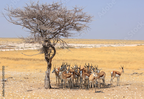 Herd of Springbok trying to shelter from the sun under a small tree -  Etosha National Park, Namibia