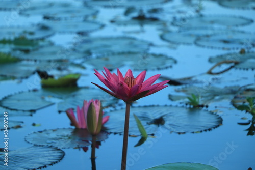 Pink lotus or water lily floating on water surface