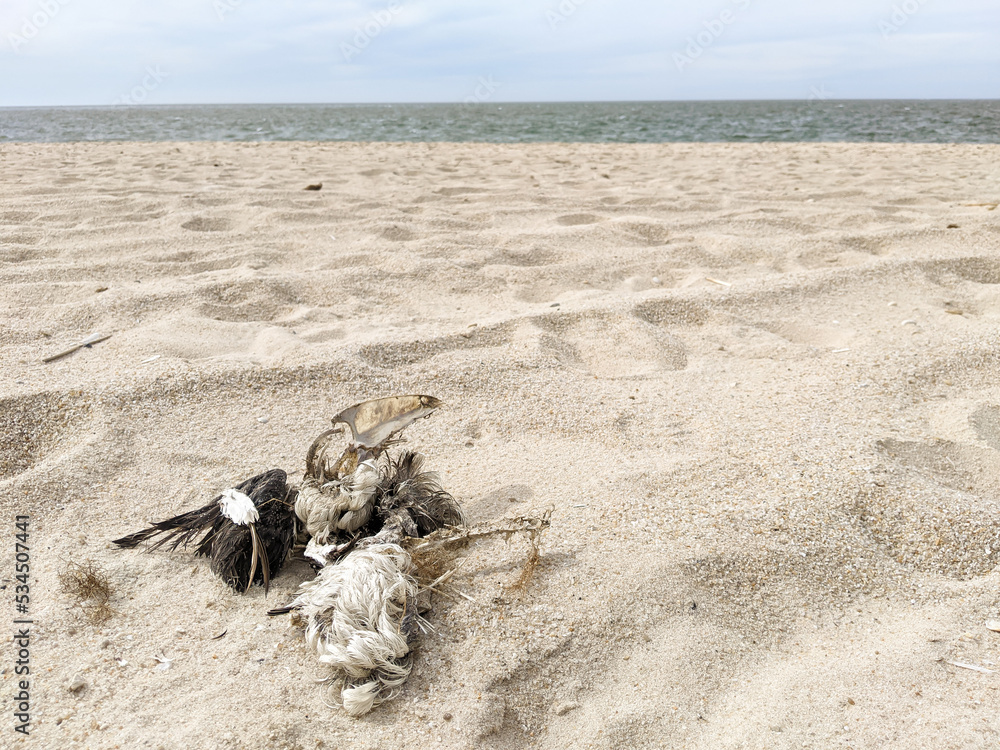 Dead bird skeleton on the beach. Skeletal remains of dead bird on a sand beach by the sea Dead bird skeleton on the beach. Skeletal remains of dead bird on a sand beach by the sea
