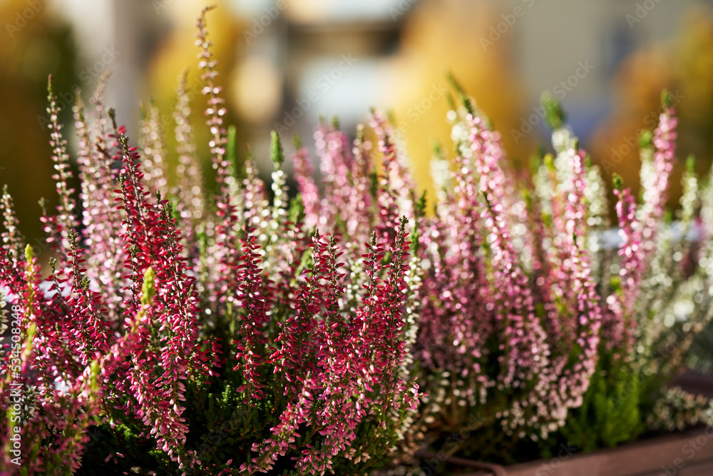Obraz premium Blooming heather or Calluna vulgaris plant on the balcony in autumn