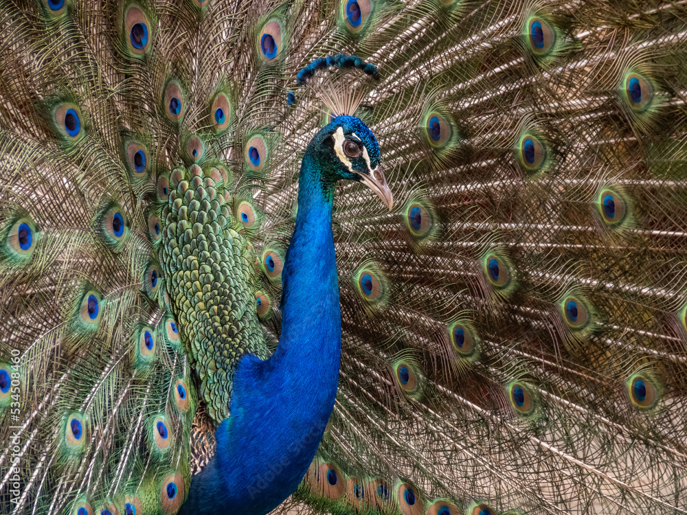Fototapeta premium Peacock displaying in the Caribbean 