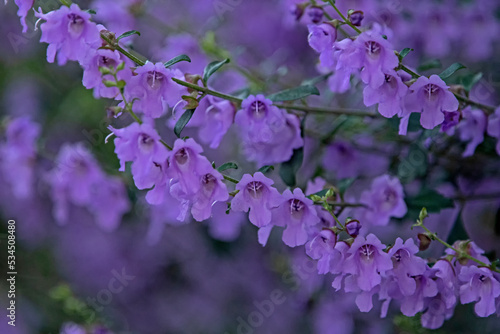 Purple flower - Penstemon spectabilis - Beardtongue photo