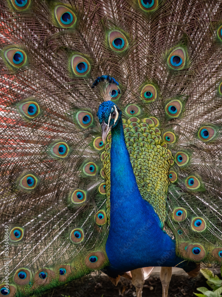 Obraz premium Peacock displaying in the Caribbean 
