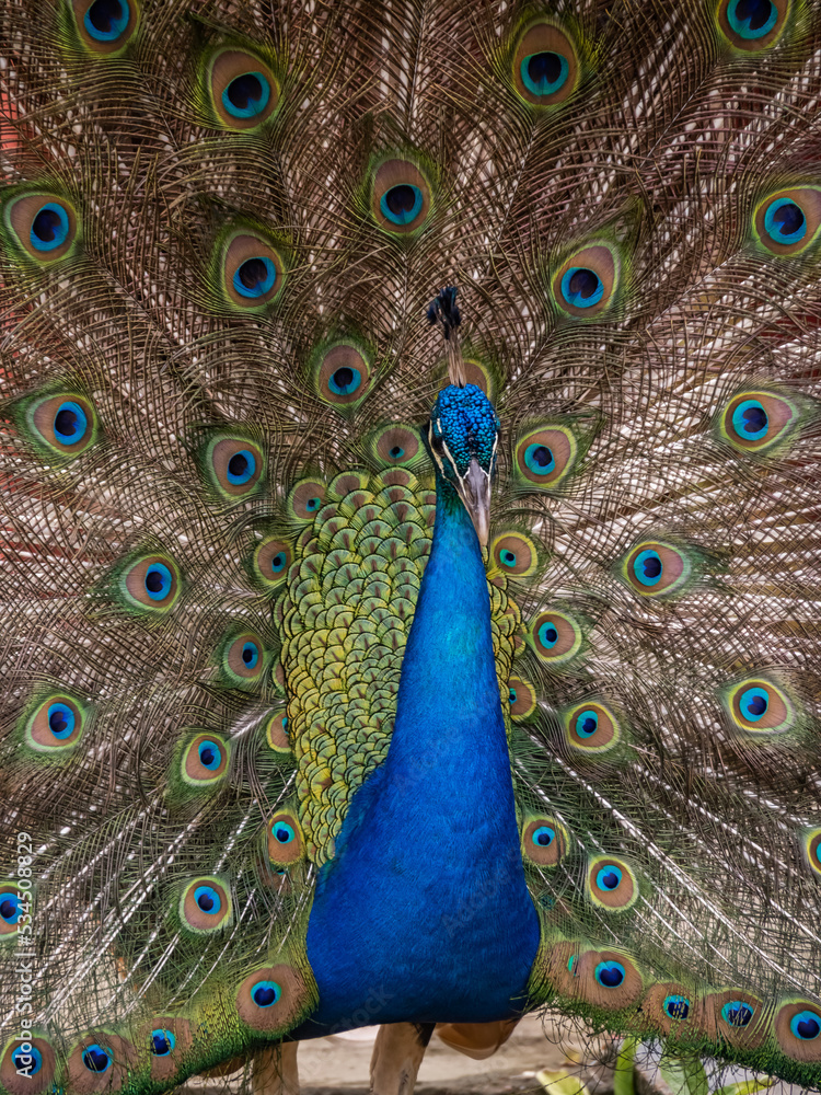 Obraz premium Peacock displaying in the Caribbean 