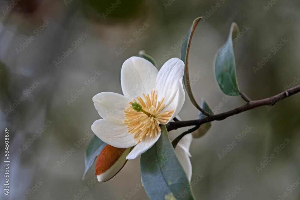 Obraz premium white magnolia in the rain