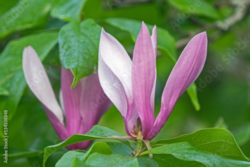 Pink magnolia