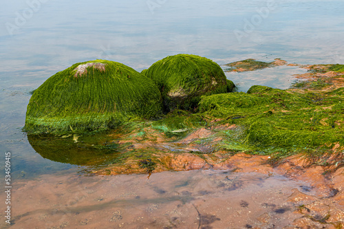 Sea green algae on stone in water. Wet seaweed covered stone.