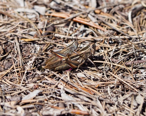 double grasshopper shot in nature in menorca, spain, illes balears 