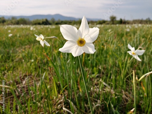 valley of daffodils in the mountains. Ukraine. Carpathians