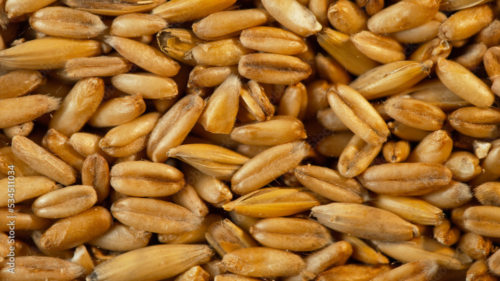 Texture of grain oats close-up, macro shot Texture of grain oats close-up, macro shot