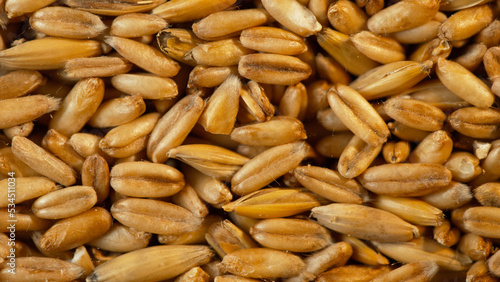 Texture of grain oats close-up, macro shot