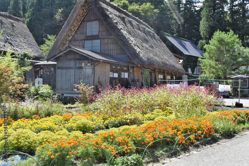 秋の白川郷と花畑