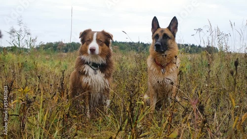 Two Shepherds German and Australian sit side by side in autumn in yellow dry grass, listen attentively and then go forward. 4K slow motion horizontal footage. Concept of pets in nature without people.