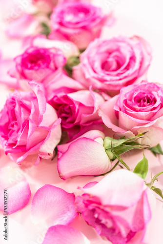 Pink roses