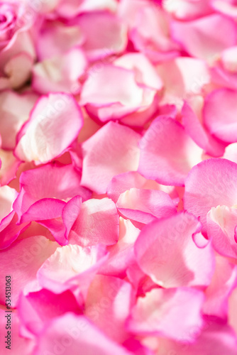 Fototapeta Naklejka Na Ścianę i Meble -  Rose petals