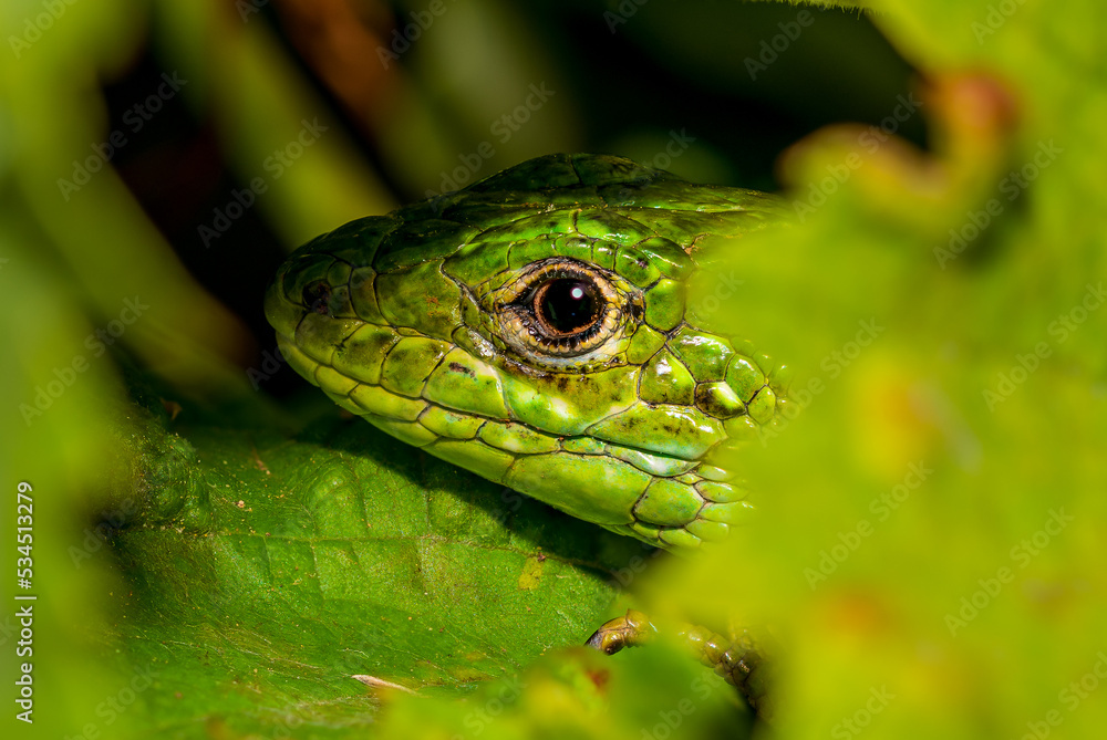 Obraz premium green lizard close up