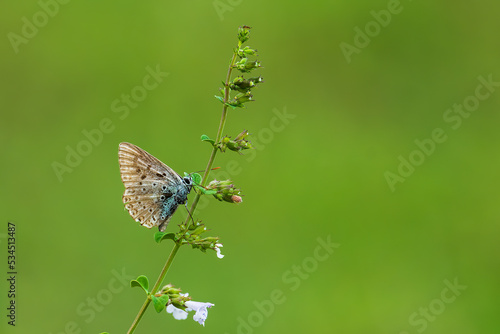 butterfly on a green grass