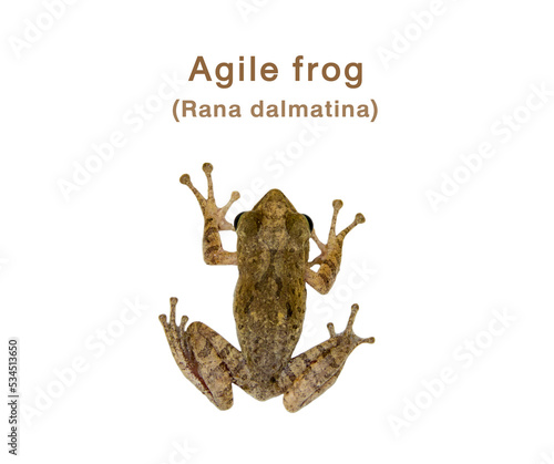 Agile frog or Rana dalmatina isolated on white background.