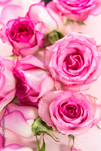 Pink roses