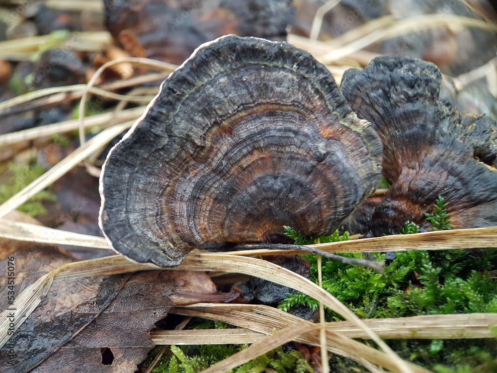 Macro bracket mushroom rainbow tree autumn Macro bracket mushroom rainbow tree autumn
