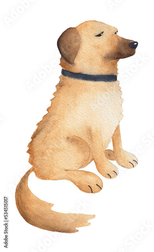 Golden retriever dog, sitting. Watercolour illustration.  photo