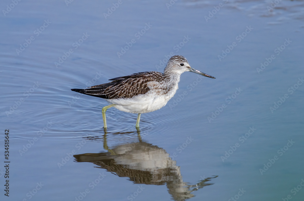 Greenshank, Tringa Nebularia, wading in shallow water. Greenshank, Tringa Nebularia, wading in shallow water.