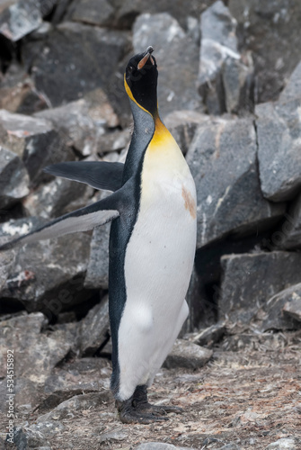 Emperor penguin,Aptenodytes forsteri, in Port Lockroy, Goudier island, Antartica. photo