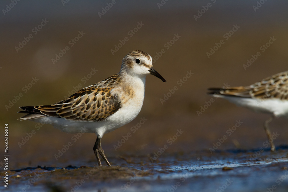 Bird Calidris minuta Little Stint small migratory bird Poland Europe Bird Calidris minuta Little Stint small migratory bird Poland Europe