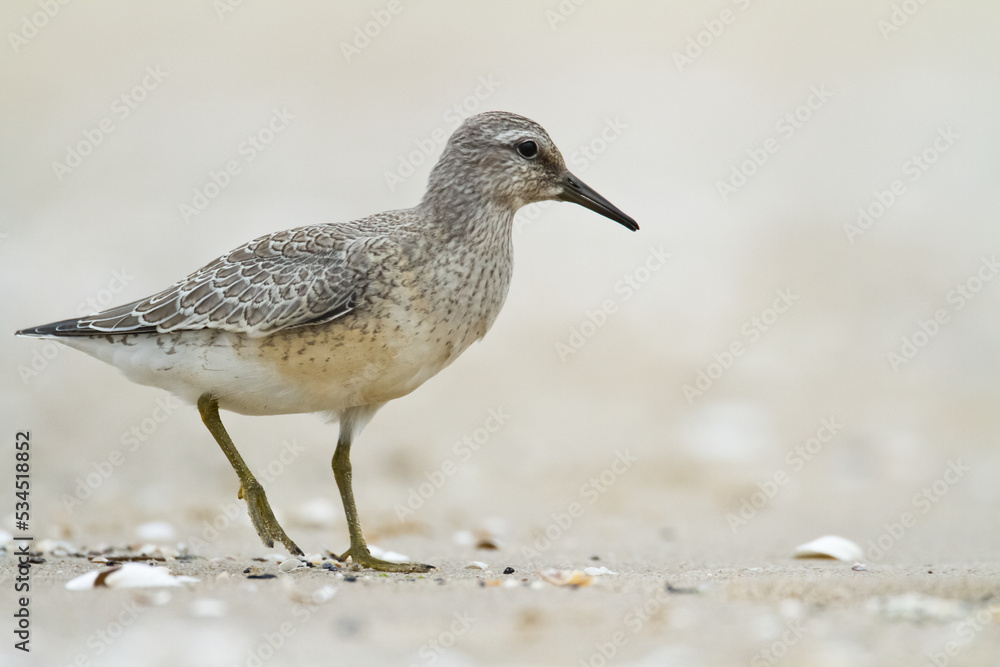 Shorebird - juvenile Calidris canutus, Red Knot on the Baltic Sea shore, migratory bird Poland Europe Shorebird - juvenile Calidris canutus, Red Knot on the Baltic Sea shore, migratory bird Poland Europe