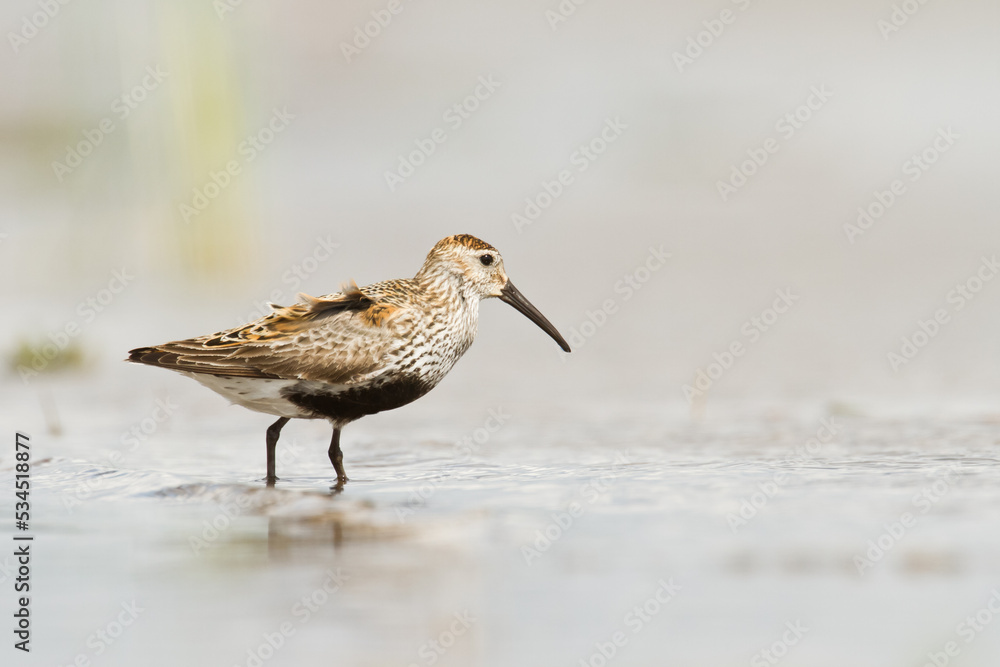 bird - Dunlin Calidris alpina adult migratory bird, shorebird bird - Dunlin Calidris alpina adult migratory bird, shorebird