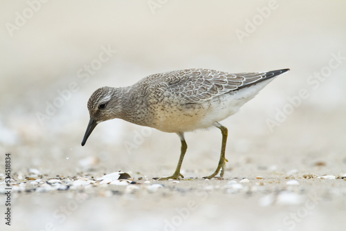 Shorebird - juvenile Calidris canutus, Red Knot on the Baltic Sea shore, migratory bird Poland Europe