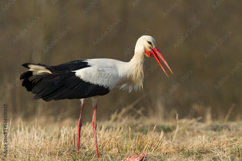Naklejka premium Bird White Stork Ciconia ciconia hunting time early spring in Poland Europe